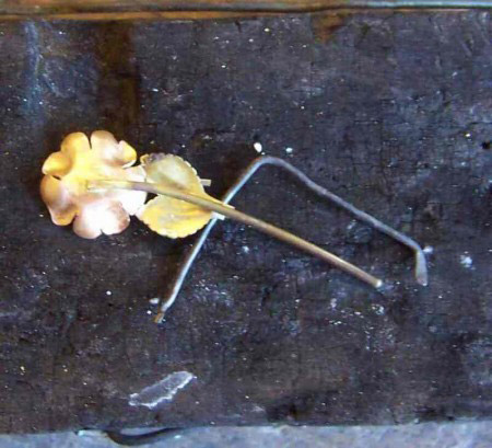 29BlaetteranStielloeten.jpg