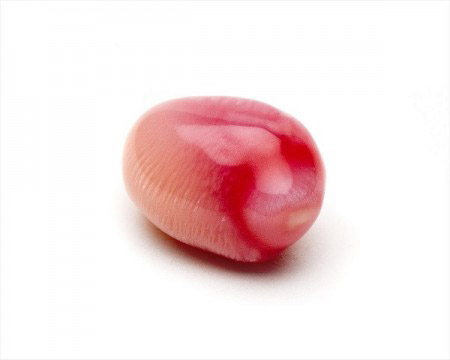 Conch_Perle.jpg