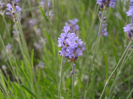 Lavendel 3.jpg