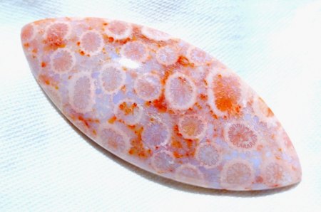 FOSSILE KORALLE NAVETTE aus Goldschmiede zu verkaufen