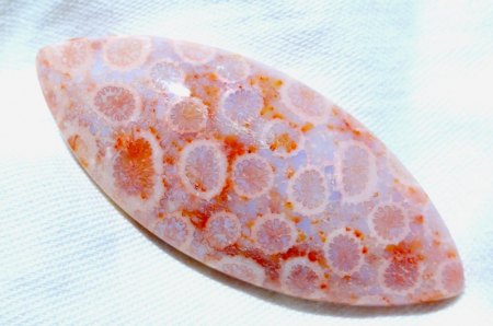 FOSSILE KORALLE NAVETTE aus Goldschmiede zu verkaufen