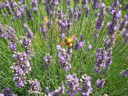 Neuer Bildupload ab sofort