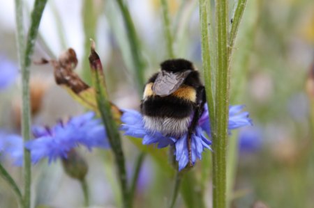 Happy Birthday Anke!