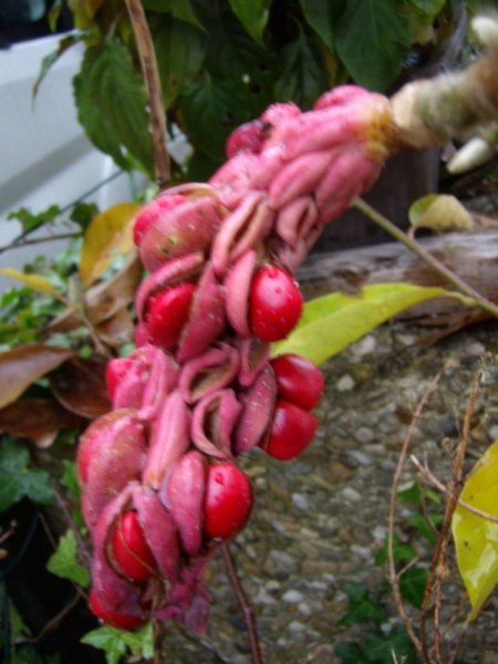 Happy Birthday Anke!