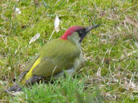 Seltener Besuch im Garten...