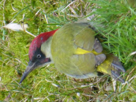 Seltener Besuch im Garten...