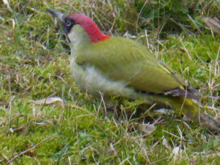 Seltener Besuch im Garten...
