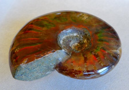 Riesiger Ammonit - rot/grün aus Goldschmiede zu verkaufen