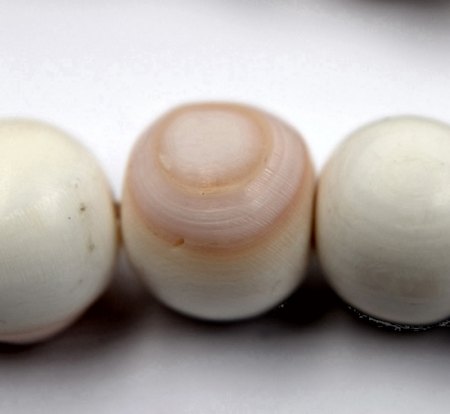 Engelhaut Korallen Kette ? oder Conch ?
