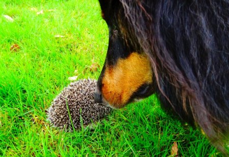 Aus uhus Werkstatt. März 2026. Seltene Versammlung?