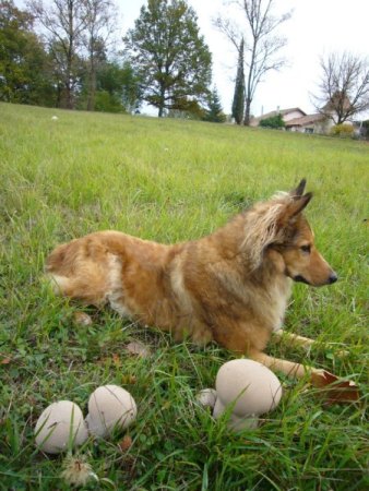 Aus uhus Werkstatt. März 2026. Seltene Versammlung?